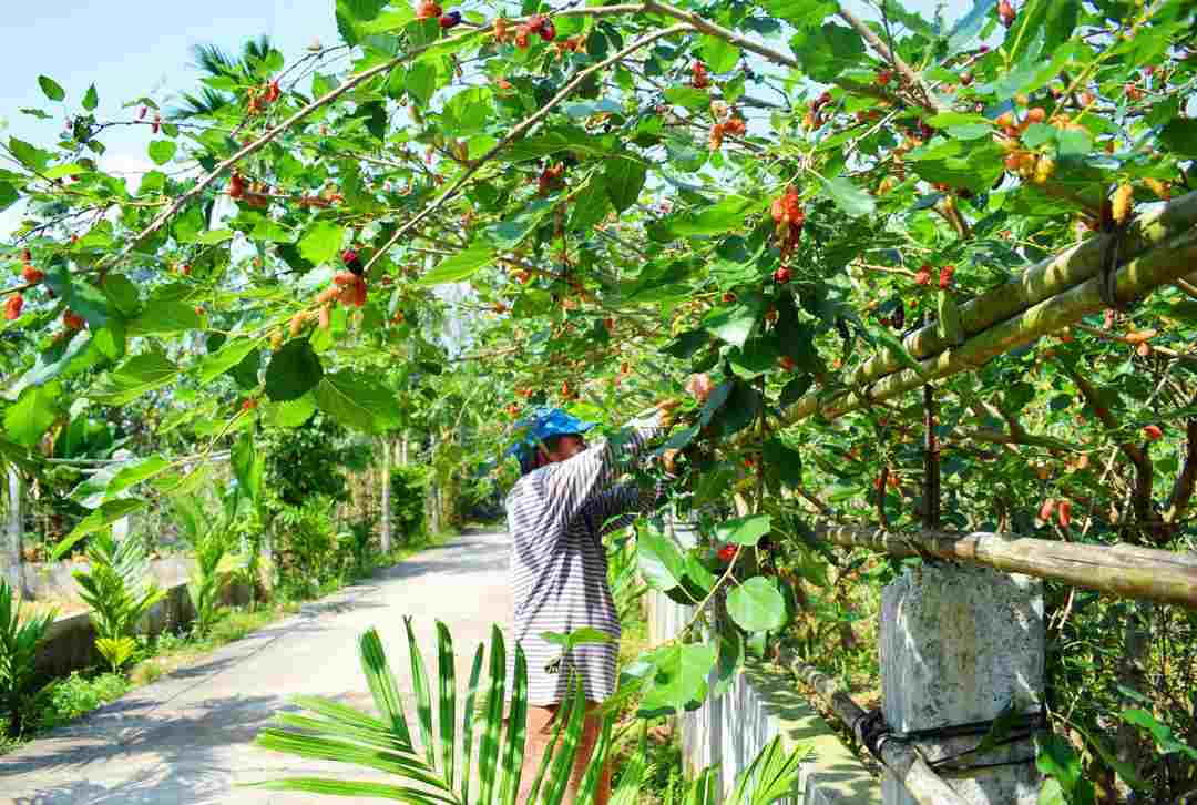 Tác dụng trong điều trị vết bỏng giúp nhanh hồi phục