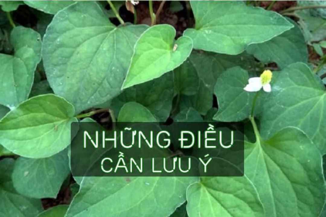 Rau diếp cá cần dùng đúng bài và đúng liều lượng