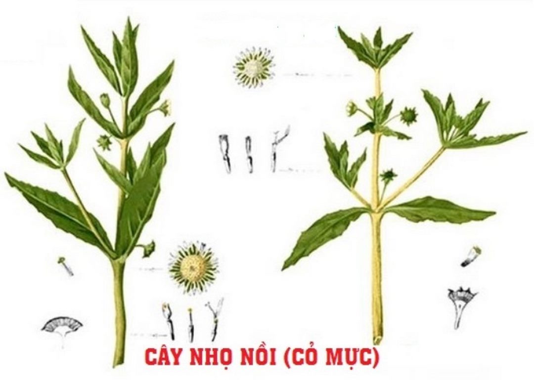 Đặc điểm thực vật học của cây Nhọ Nồi