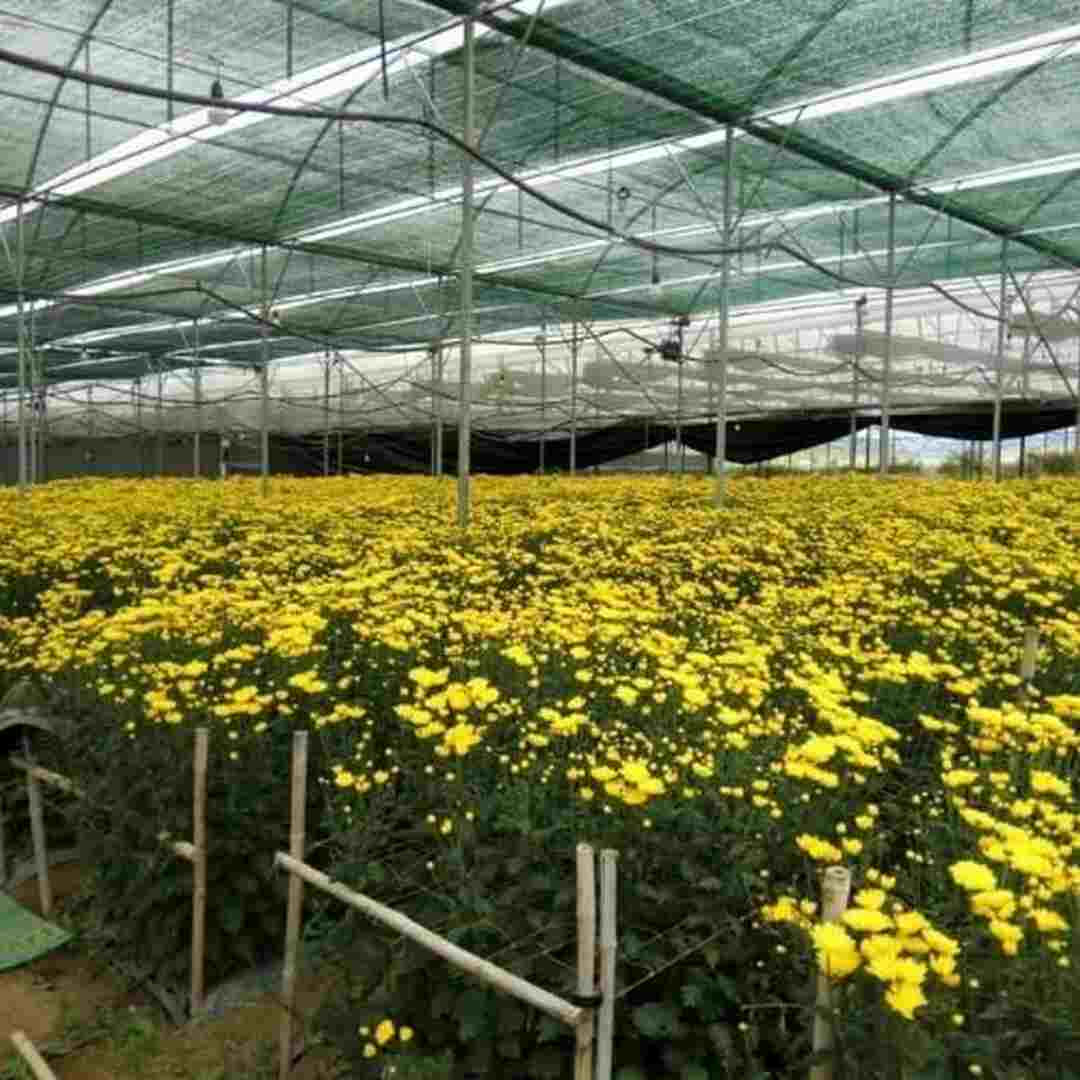 Cách tạo ra môi trường thích hợp cho hoa cúc vàng