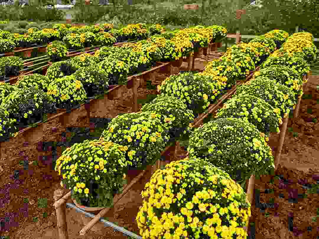 Cách trồng hoa cúc vàng để tạo nên một không gian xanh thơm lành