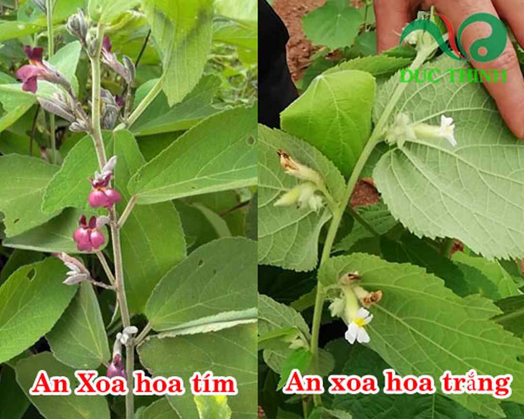 Cây an xoa có mấy loại?