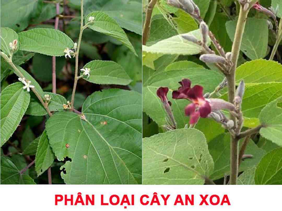 Các lợi ích của cây an xoa