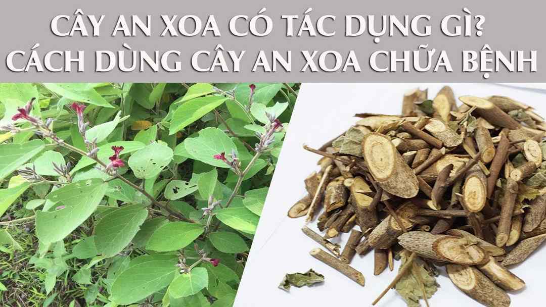 Cây an xoan trị bệnh gì?