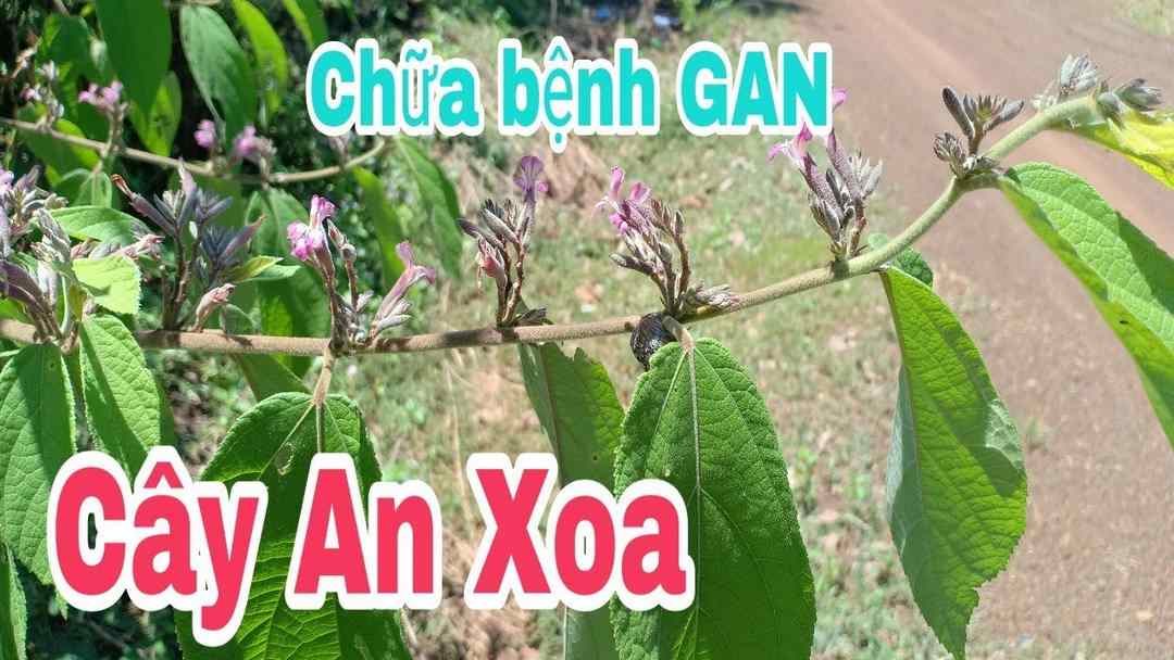 Các biện pháp hỗ trợ điều trị bệnh gan bằng cây An Xoa