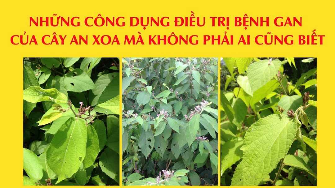 Các loại thuốc điều trị bệnh gan của cây An Xoa.