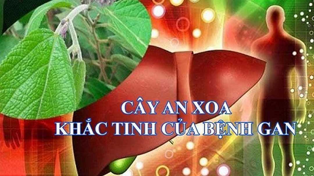 Các tác dụng phụ của cây An Xoa trong điều trị bệnh gan.