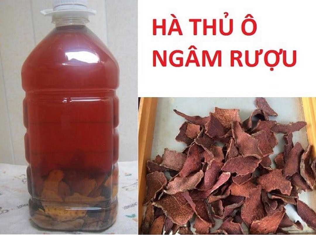 Hà thủ ô ngâm rượu