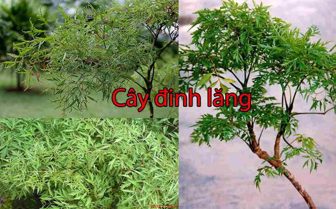 Cây Đinh Lăng: Một Phương Pháp Tự Nhiên Để Giảm Đau và Hỗ Trợ Sức Khỏe