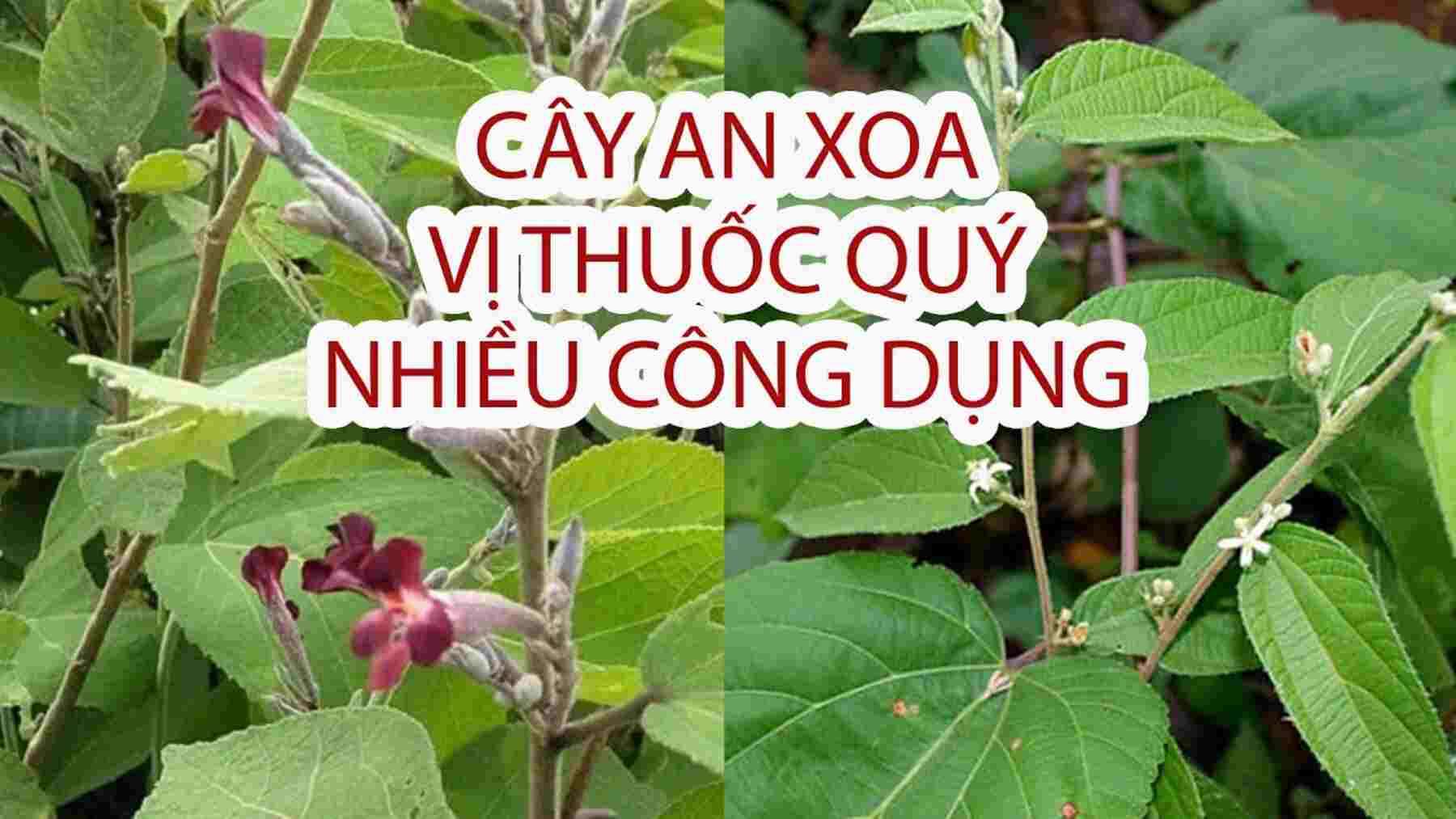 Lợi Ích cây an xoa mang lại