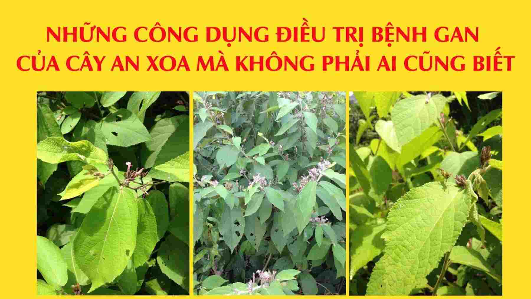 Các Công Dụng Sức Khỏe Của Cây An Xoa