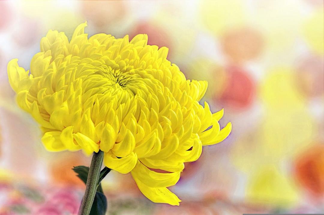 Ý nghĩa của loài hoa cúc vàng